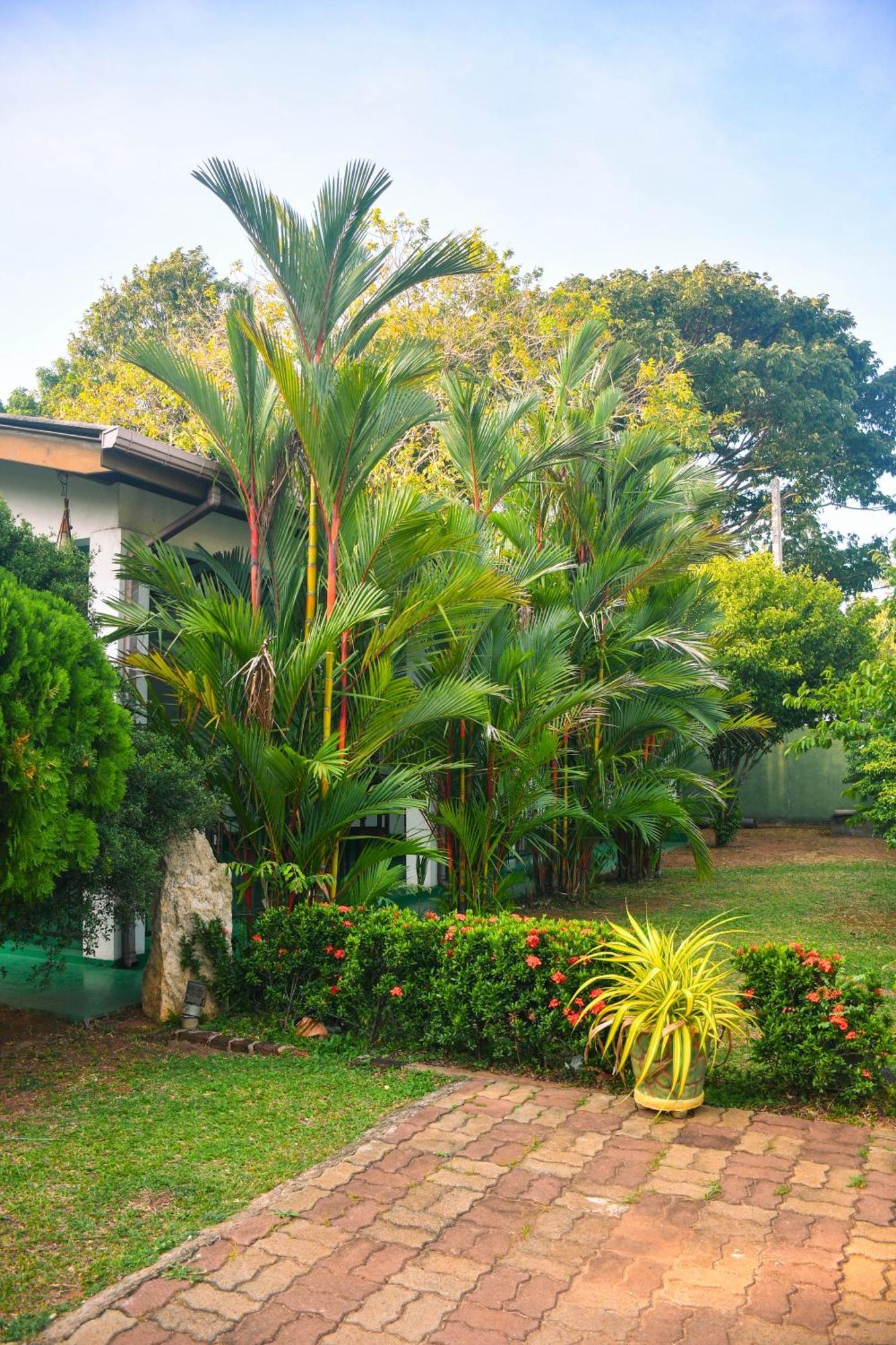 White Eagle Hotel Sigiriya Bagian luar foto